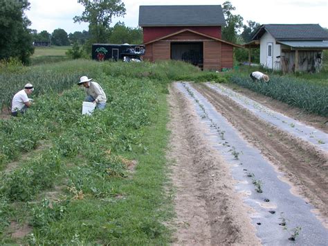 harvesting peas | deblentz | Flickr