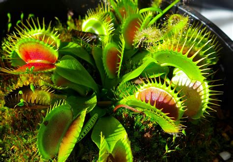 How do carnivorous plants digest their meal and remove the waste after digestion? - My Q/A Corner
