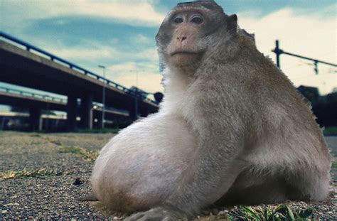 Morbidly obese monkey captured near Hillsborough River - Tampa News Force