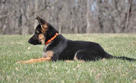 Illinois German Shepherd Breeders | PETSIDI