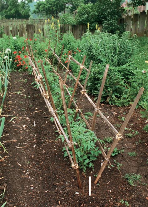 34 Best tomato support ideas for better yield | My desired home