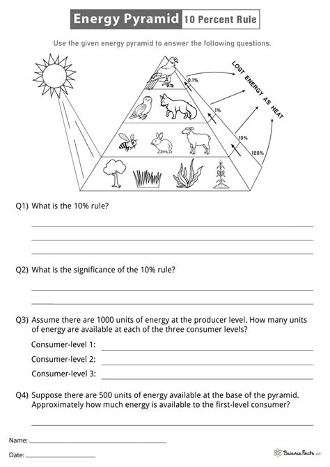 Energy Pyramid Worksheets - Free Printables - Worksheets Library