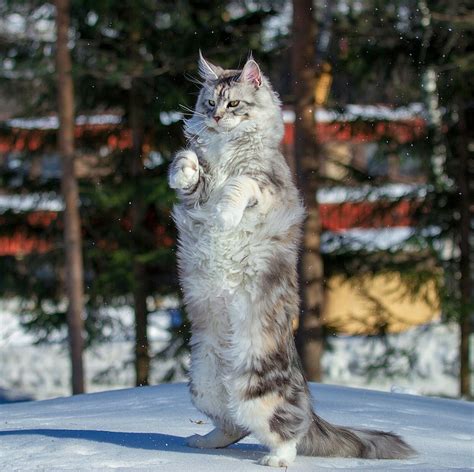 Winter floof : cats