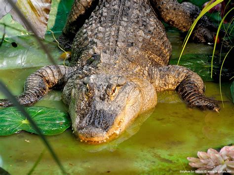 Le Crocodile de l’étang – Rencontre insolite le 26-04-2016 | Stéphan Le ...