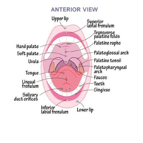 Gross Anatomy Glossary: Oral Cavity | ditki medical & biological sciences