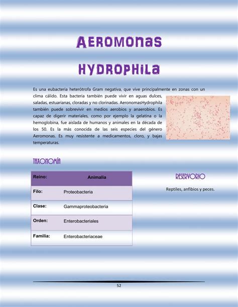 Aeromonas hydrophila Es u