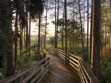 Early Birding Walk at Corkscrew Swamp | Naples Illustrated