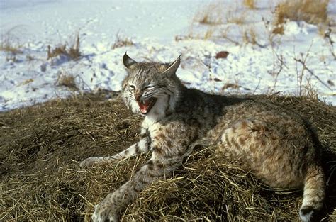 Bobcat - A-Z Animals