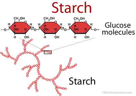 Starch Structure Diagram