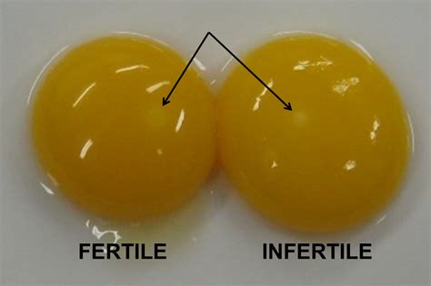 Do you know how to tell if your chicken eggs are fertile? Look for the bullseye. | Chickens ...