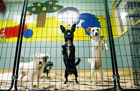 Oakland animal shelter undergoes transformation