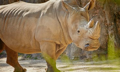 Southern White Rhinoceros :: Riverbanks Zoo & Garden