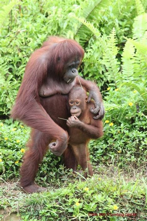 A reassuring hug That's ok, it will be better tomorrow. | Animals beautiful, Orangutan, Cute animals