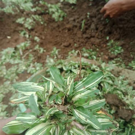 Jual rumput gajah putih variegata 50x50cm - rumput taman | Shopee Indonesia