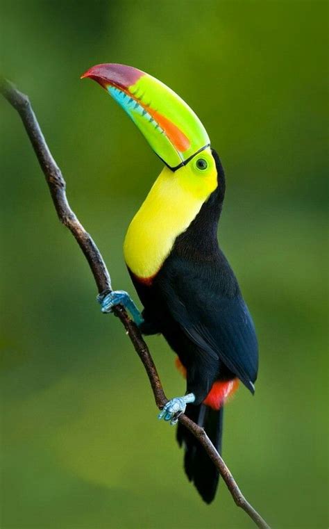 272 best Toucans images on Pinterest | Exotic birds, Colorful birds and Parrots