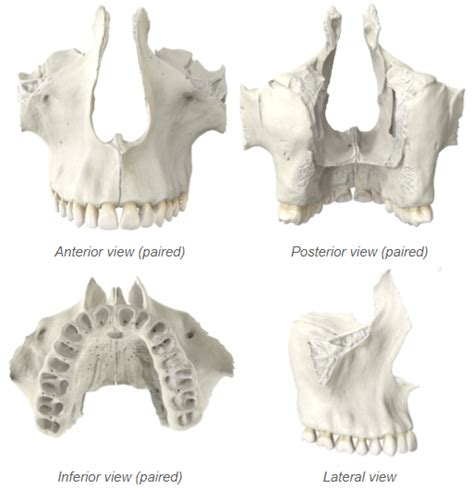 The Skull - Maxillae Bones Diagram | Quizlet