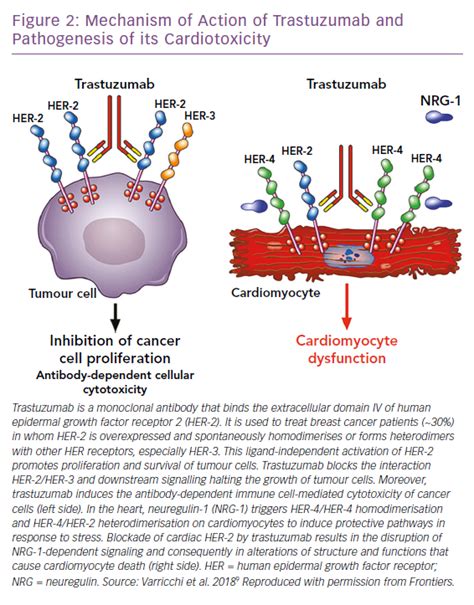 Figure 2: Mechanism of Action of Trastuzumab and Pathogenesis of its ...