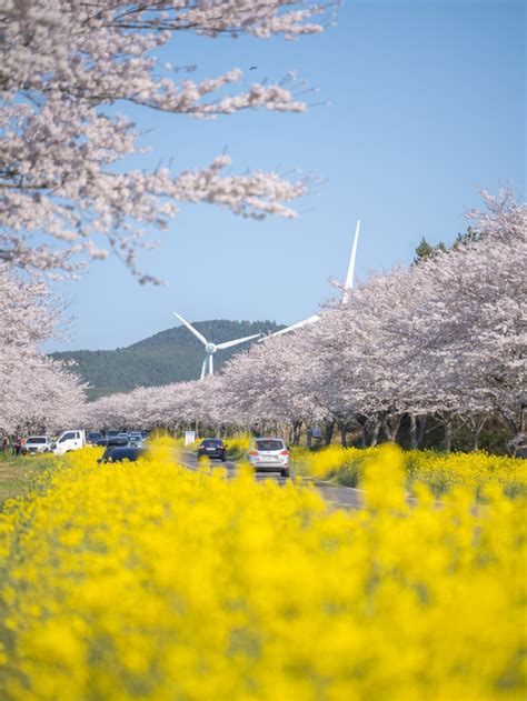 9 Must-Visit Cherry Blossom Spots in Jeju This 2024 - Klook Travel Blog