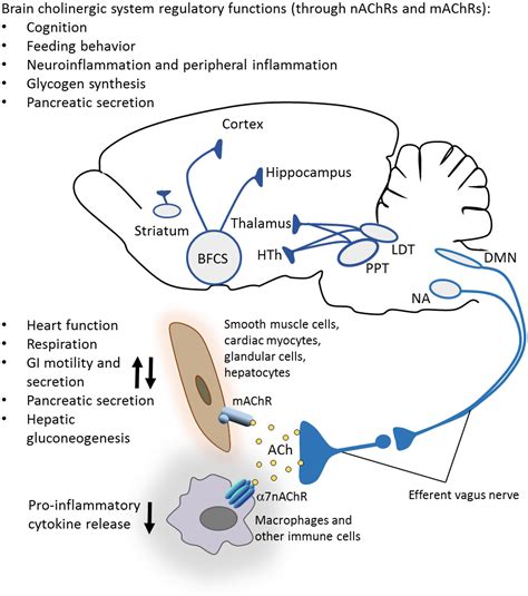 Cholinergic Pathway