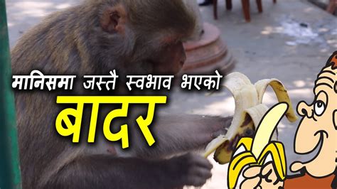 Monkey Peeling Banana Amazing Video - YouTube