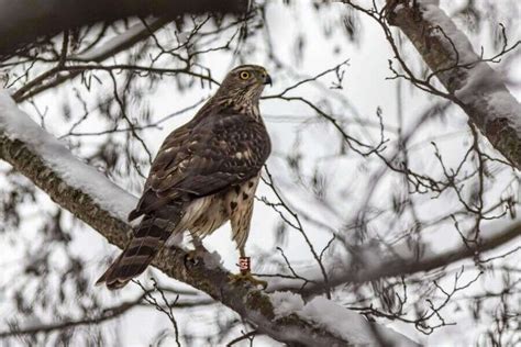 10 Types Of Hawks In Iowa (Species & Where To Find Them)