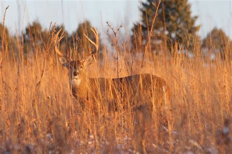 Digital Photography - 12 Point Buck at Sunset