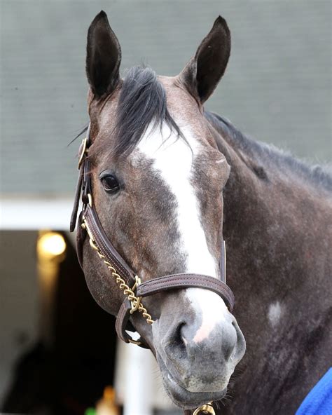 Colors of Kentucky Derby Winners | Horse Racing News