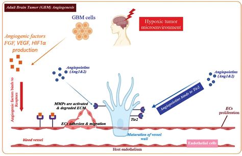 Frontiers | Roles of Non-coding RNAs and Angiogenesis in Glioblastoma