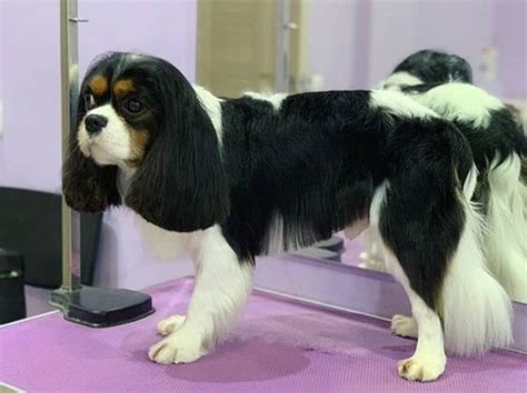 Essential Guide for Springer Spaniel Haircut Pattern in 2022 - Dogz Groomer