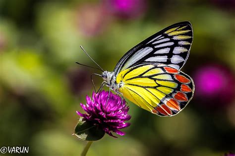 butterfly, Nature, Insects, Macro, Zoom, Close up, Wallpaper Wallpapers ...