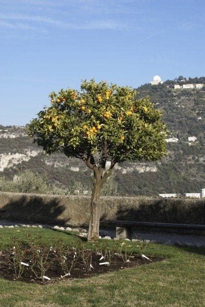 Pruning Orange Trees: When And How To Prune An Orange Tree - IMP WORLD