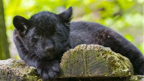 Rare Adorable Black Jaguar Cub Born At Big Cat Sanctuary In UK | IFLScience