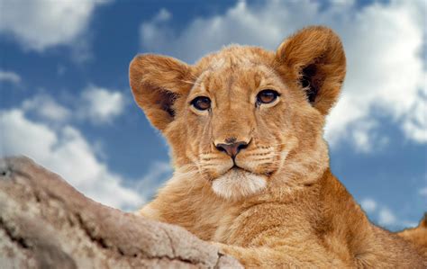 Brown Lion Cub Under Blue and White Sky · Free Stock Photo