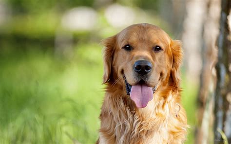 [97+] Golden Retriever HD Wallpapers on WallpaperSafari