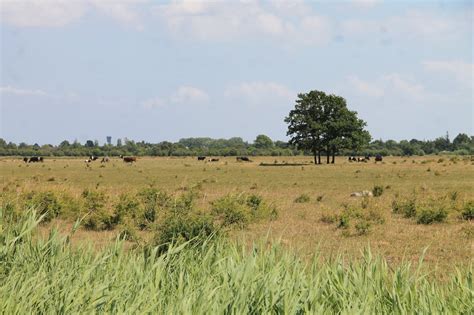 Vandringsløse Tidende: Naturpark Amager