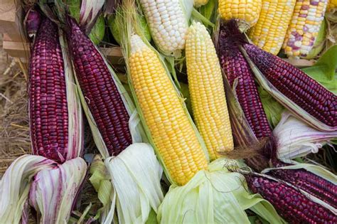 The Best 11 Varieties of Sweet Corn to Grow at Home