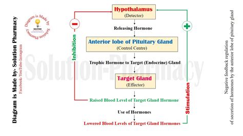 Positive Feedback Loop Endocrine System