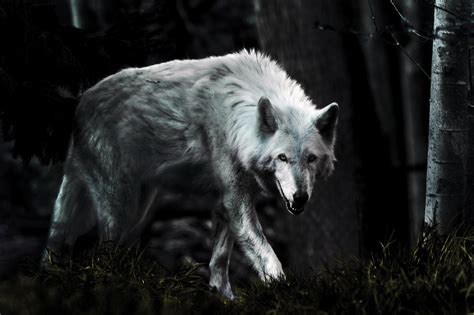 Dark Wolf Wallpapers - Top Free Dark Wolf Backgrounds - WallpaperAccess