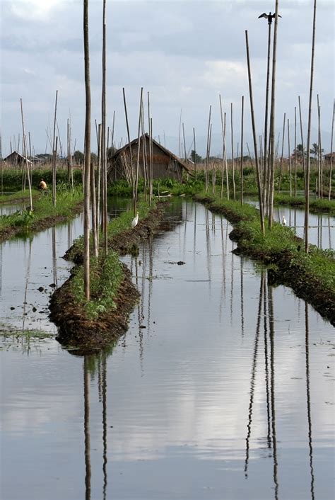 @Inle Lake: floating gardens photo - dirkpiet photos at pbase.com