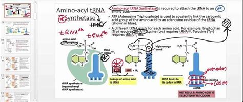 Aminoacyl tRNA synthetase ~ Everything You Need to Know with Photos | Videos