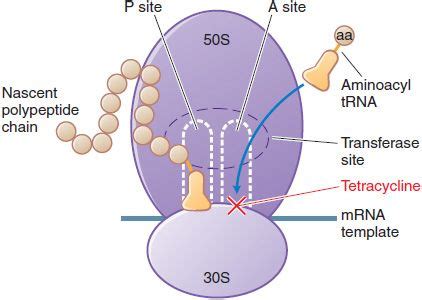 Protein Synthesis Inhibitors and Miscellaneous Antibacterial Agents ...