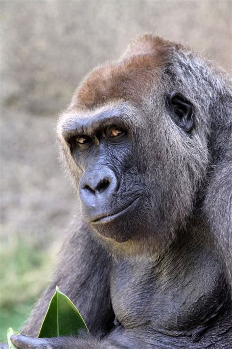 Gorilla Smirk Stock Photos - Free & Royalty-Free Stock Photos from Dreamstime