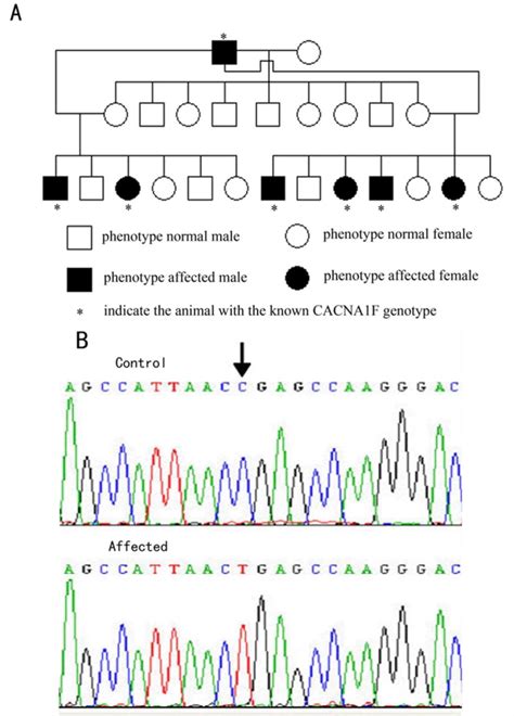 Mutation analysis of Cacna1f in CSNB rat. A: Pedigree was set up and it ...