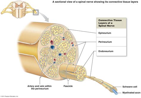 Spinal Nerve, Peripheral Nerve, Spinal Cord, Nerve Structure, Median Nerve, Neuralgia, Cns ...