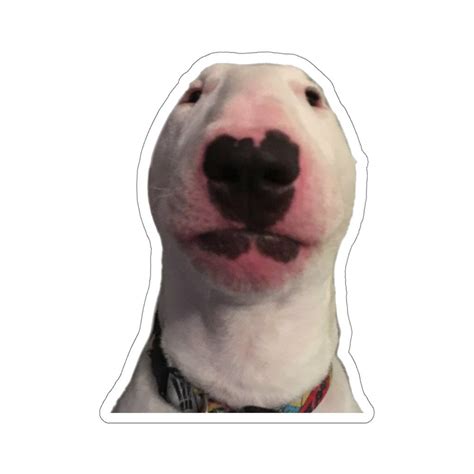 Walter Sticker Dog Meme Walter Meme Vinyl Laptop Sticker - Etsy UK