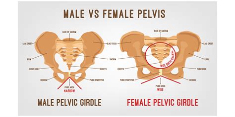 Pelvic Anatomy | MedicTests