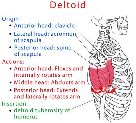 Deltoid (Front, Lateral, Rear) Anatomy, Location, Function, Pain ...