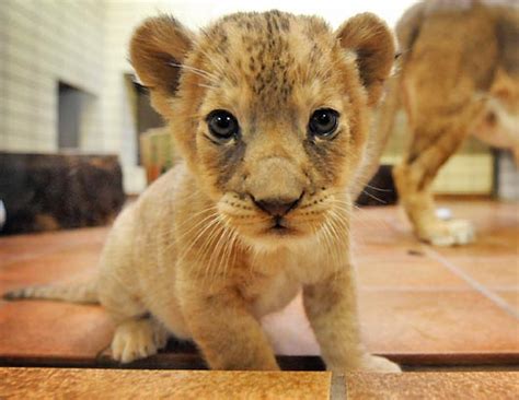 baby lions cubs | My HD Animals