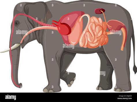 Elephant Anatomy Concept for Science Education illustration Stock Vector Image & Art - Alamy