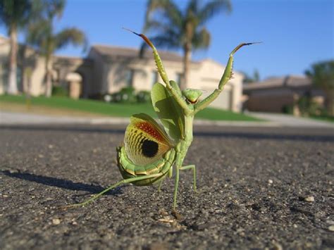 Praying Mantis Latest Pictures | Funny And Cute Animals